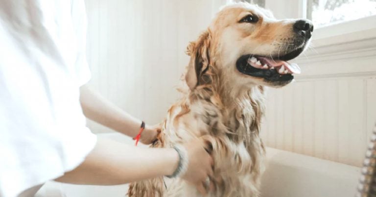 bada hund tvätta hund
