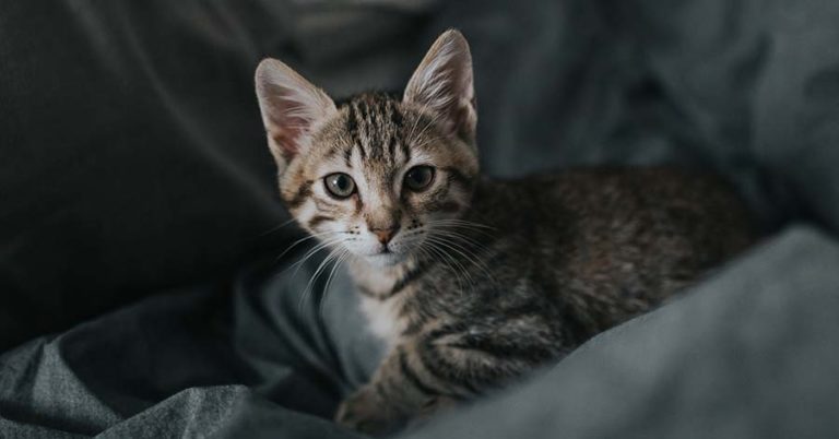 katt kissar inne