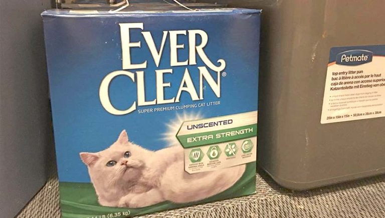 katt kissar inne kattsand
