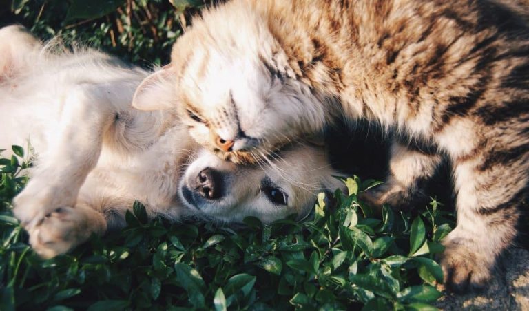 En katt och en hund