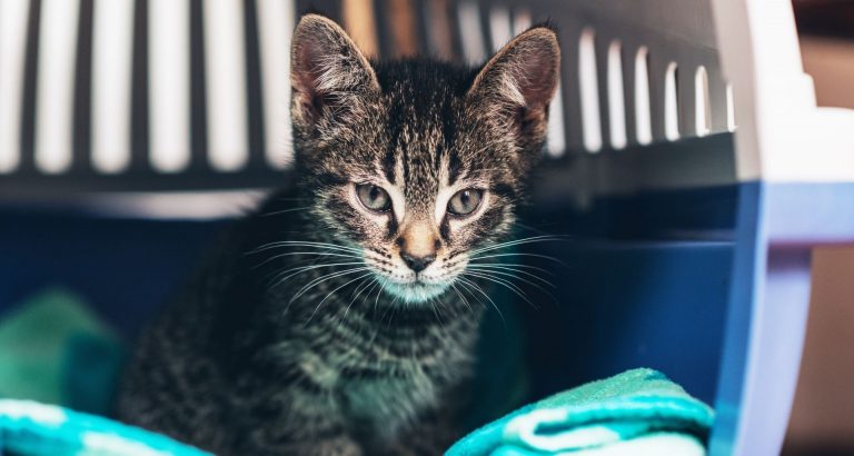 Kattunge i en transportbur