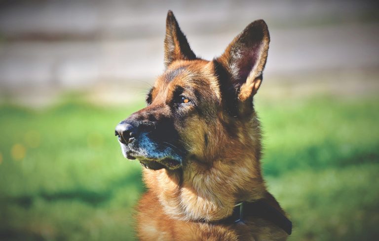 Schäferhund