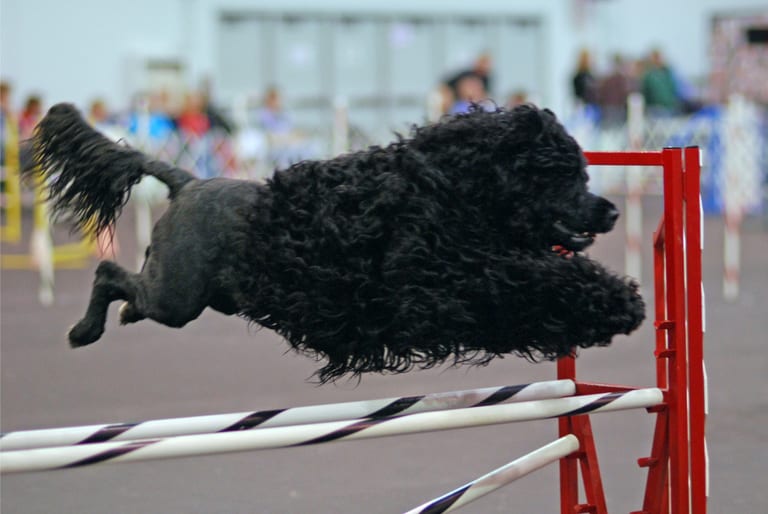 Svart portugisisk vattenhund med klippt bakkropp och svanstofs i hopp över ett agilityhinder