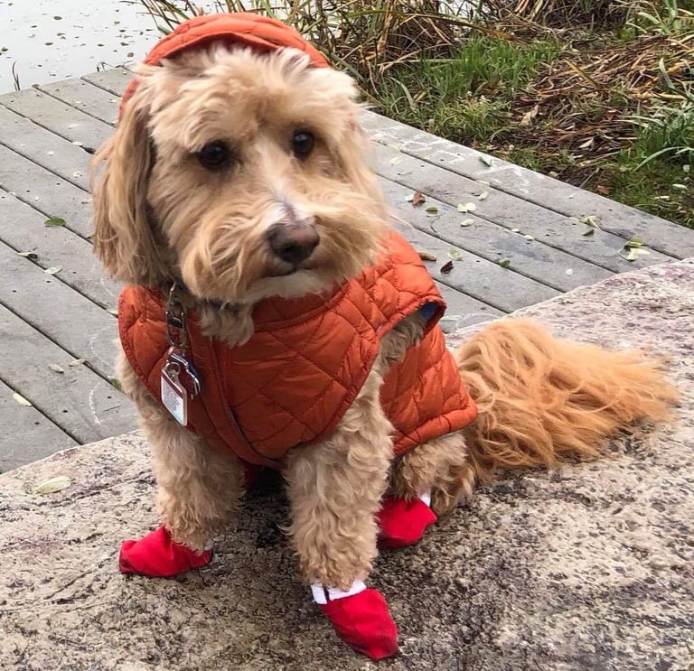 Liten ljus och lockig hund i orange täckjacka och röda tygskor med kardborreband, sittande på en stenkant