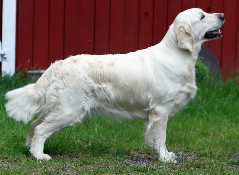Gräddfärgad golden retriever i helfigur från sidan på en gräsmatta