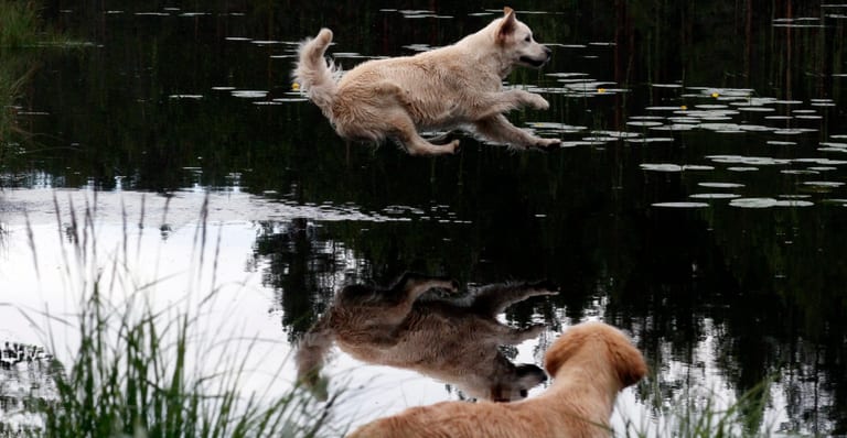 Gräddfärgad golden retriever i språng ut över en tjärn med näckrosblad
