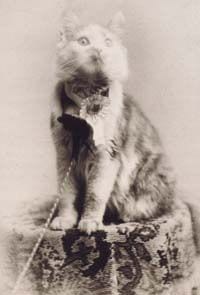 Gammalt ateljéfoto av en tabbykatt som sitter på en mönstrad pall med en rosett eller medalj runt halsen