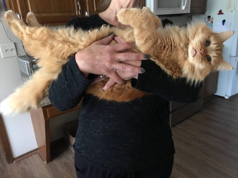 Stor röd tabby maine coon som bärs på rygg i famnen, med den långa kroppen och svansen utsträckta