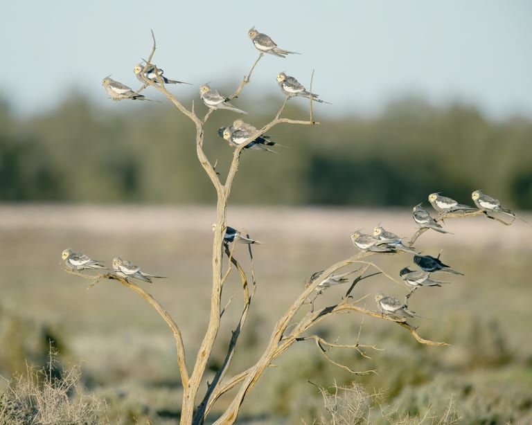 En flock vilda nymfparakiter i ett kalt träd i Australien