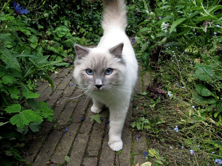 Ragdoll i blue tabby point mitted med vita tassar och blå ögon som går på en stenlagd trädgårdsgång