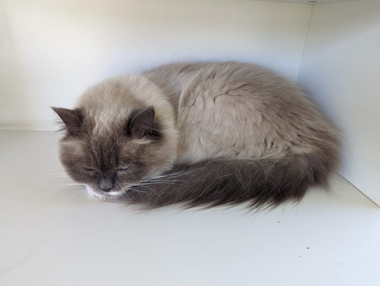 Maskad ragdoll i blue point som sover hoprullad på en vit hylla
