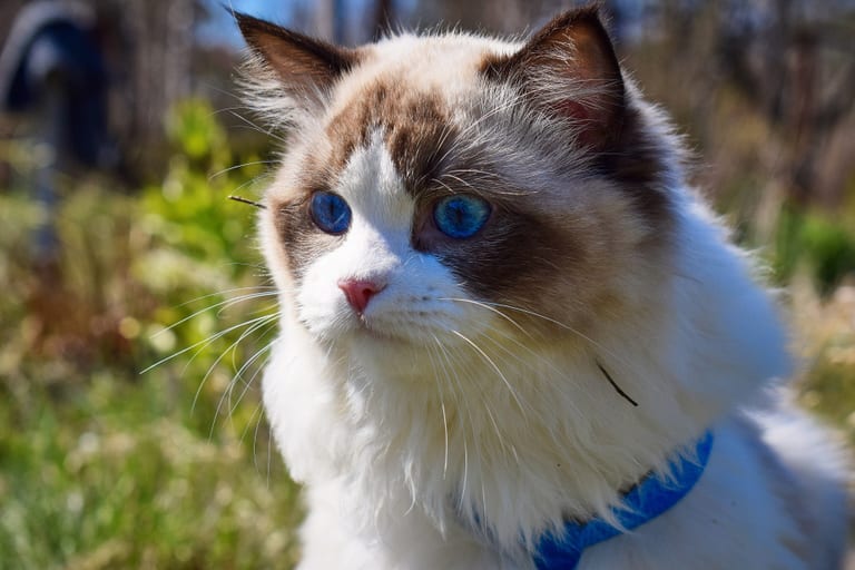 Ragdoll i seal bicolour med ett vitt omvänt V i den bruna masken, vit haka och bröst och blå ögon, utomhus