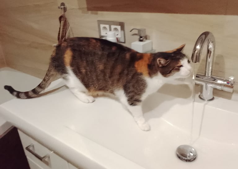 Trefärgad katt dricker vatten ur en rinnande kran